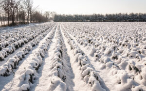 Long rows of snowy leek plants in the field