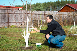 man whitewashing trees