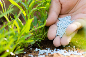 Farmer's hand pouring fertilizer by green grass.