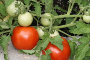 A tomato plant with red and green tomatoes rests on the ground.