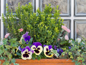 window flower box