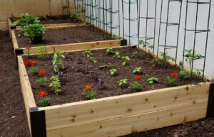 Garden boxes in yard