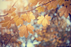 Beautiful Fall Leaves