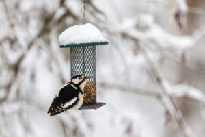 bird feeder