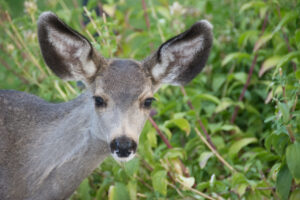 Foraging deer