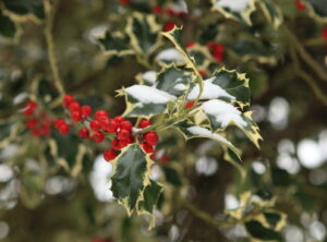 Holly in snow