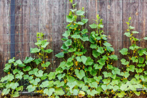 cucumbers growing