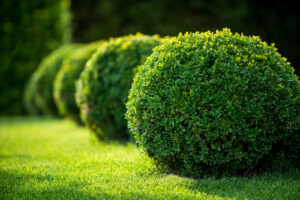 Little shrub balls on grass