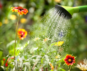 Watering some flowers in the garden.