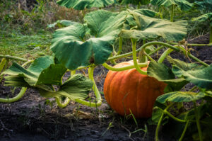 A pumpkin in a patch.
