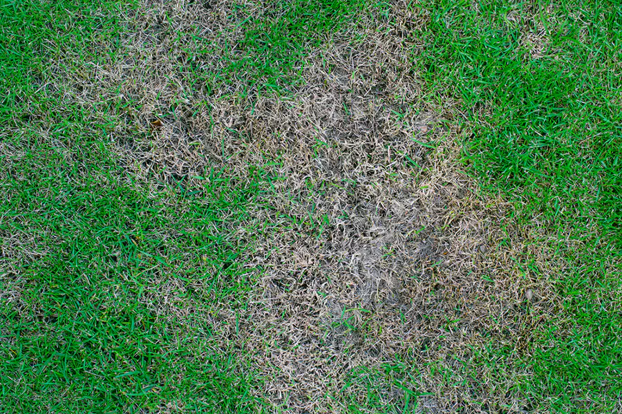 Grass has bad dead spot