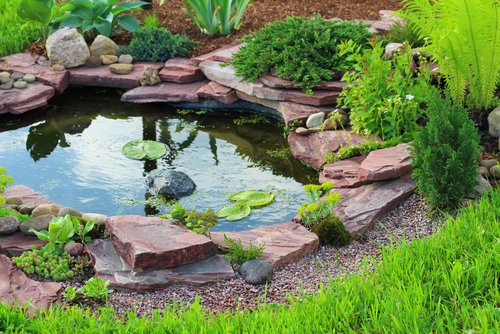 Pond water feature in backyard