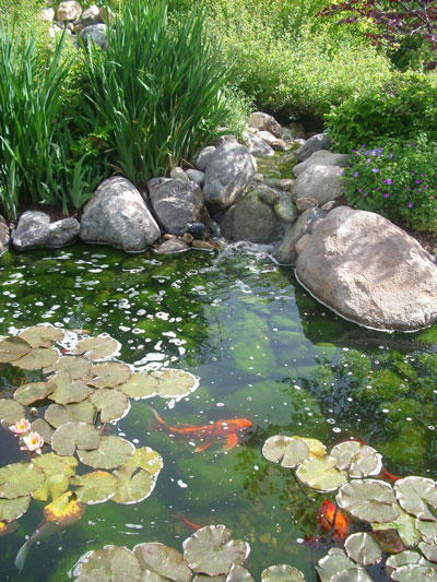 Here's how you can have your own backyard fish pond