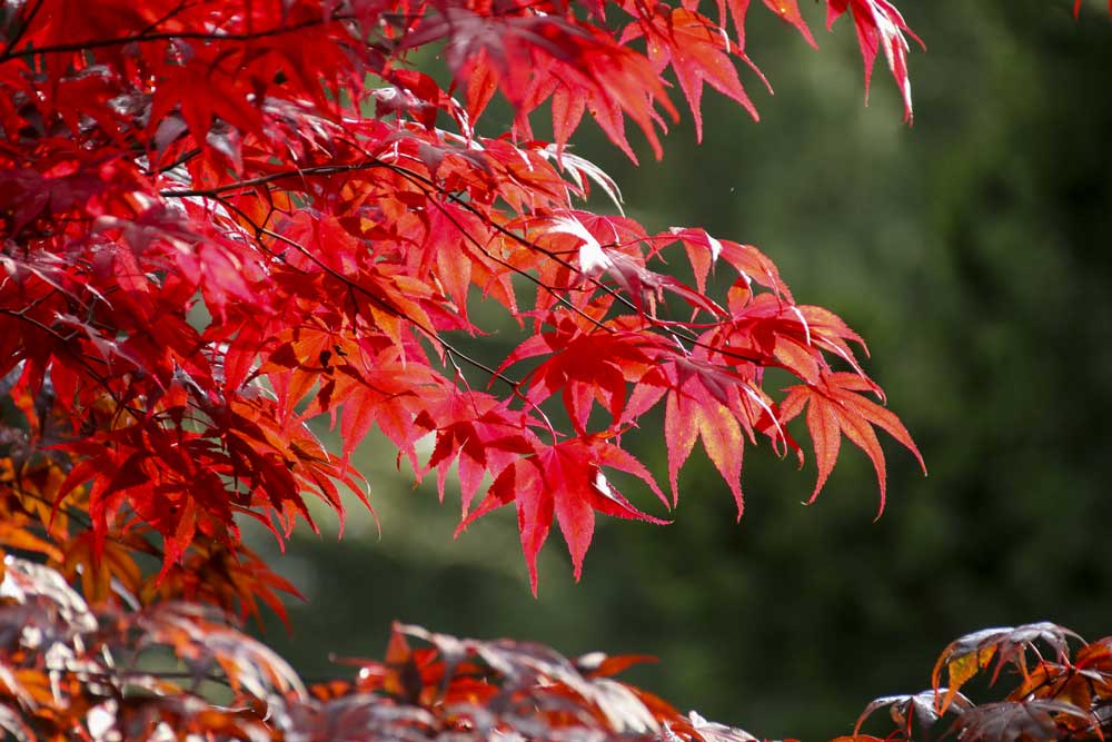 red tree leaves during autumn