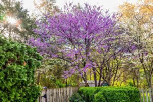 flowering purple tree in backyard