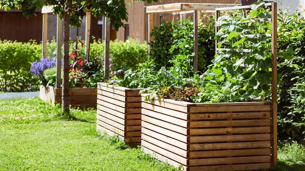 raised garden boxes