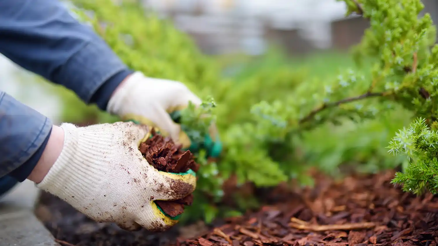 Gardener mulching with pine bark juniper plants